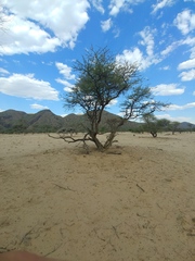 Vachellia hebeclada hebeclada