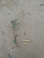 Vachellia hebeclada hebeclada