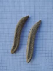 Vachellia hebeclada hebeclada