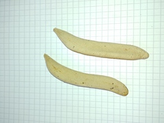 Vachellia hebeclada hebeclada