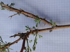 Vachellia hebeclada hebeclada
