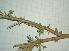 Vachellia hebeclada hebeclada