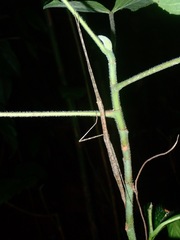 Rhamphosipyloidea