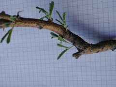 Vachellia hebeclada hebeclada