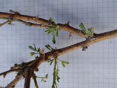 Vachellia hebeclada hebeclada