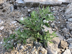 Atriplex acadiensis