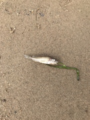 Gymnocephalus cernua