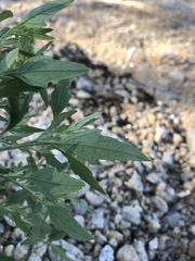 Atriplex acadiensis