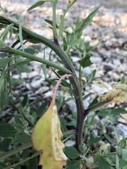 Atriplex acadiensis