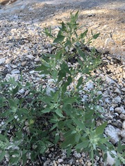 Atriplex acadiensis