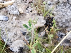 Medicago lupulina