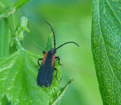 Greenarus thoracicus
