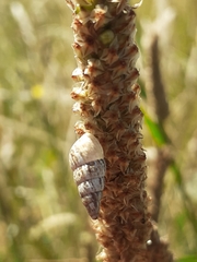 Cochlicella