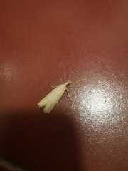 Ematheudes punctella