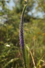Veronica orchidea