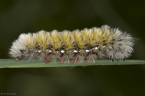 Virginia Ctenucha Moth photo 4