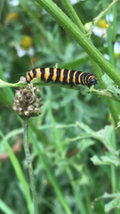 Tyria jacobaeae