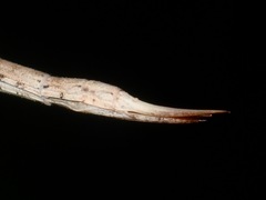 Rhamphosipyloidea