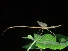 Rhamphosipyloidea