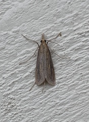 Donacaula longirostrallus