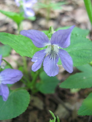 Viola riviniana