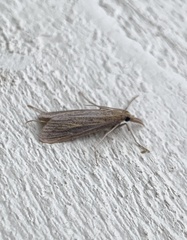 Donacaula longirostrallus