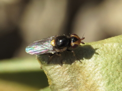 Capnoptera