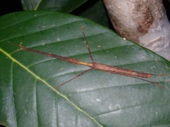 Asceles margaritatus