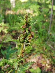 Pedicularis uralensis