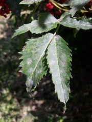 Erysiphe vanbruntiana