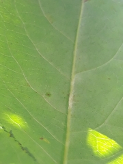 Erysiphe vanbruntiana