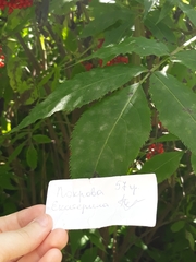 Erysiphe vanbruntiana