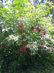 Erysiphe vanbruntiana