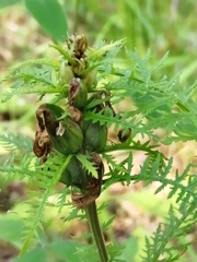 Pedicularis uralensis