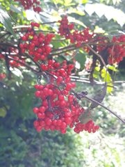 Erysiphe vanbruntiana