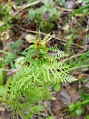 Pedicularis uralensis