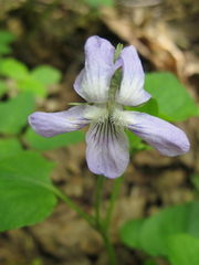 Viola riviniana