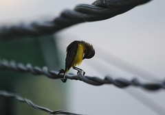 Cinnyris jugularis