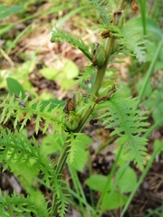 Pedicularis uralensis