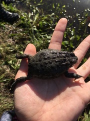 Vandijkophrynus angusticeps