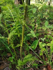 Pedicularis uralensis