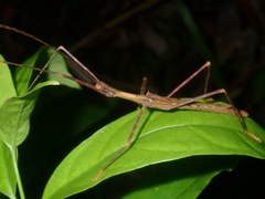 Asceles margaritatus