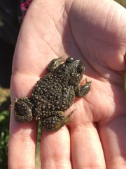 Vandijkophrynus angusticeps