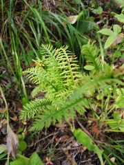 Pedicularis uralensis
