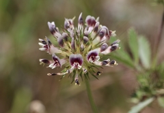 Trifolium obtusiflorum