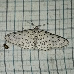 Antipercnia belluaria