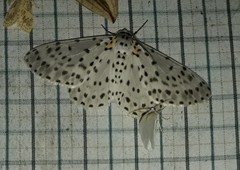 Percnia