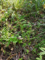 Pedicularis uralensis