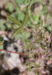 Trifolium obtusiflorum