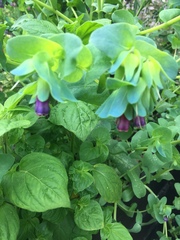 Cerinthe
